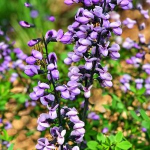 Meet your Posher, Melody